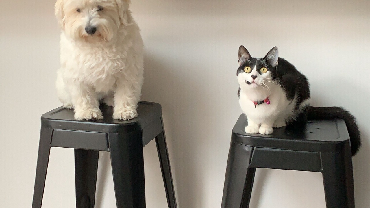 Photo of Others in Sarzeau