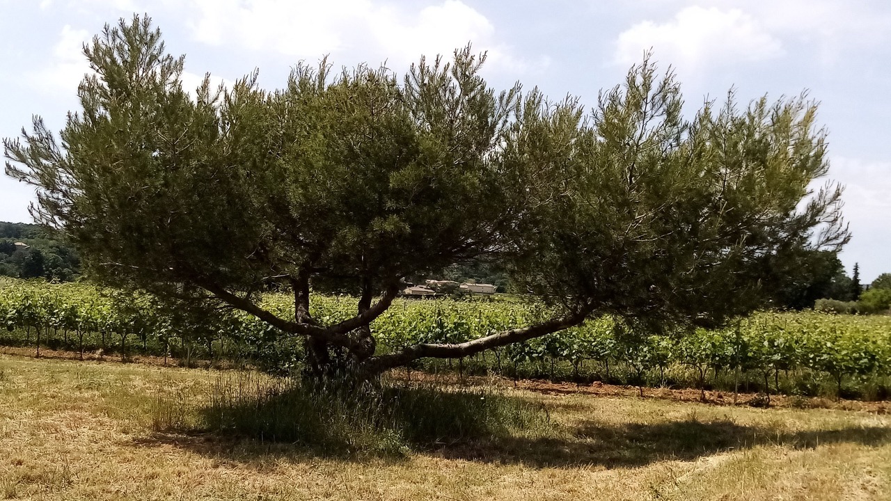 Photo of Outdoor in Pont-Saint-Esprit