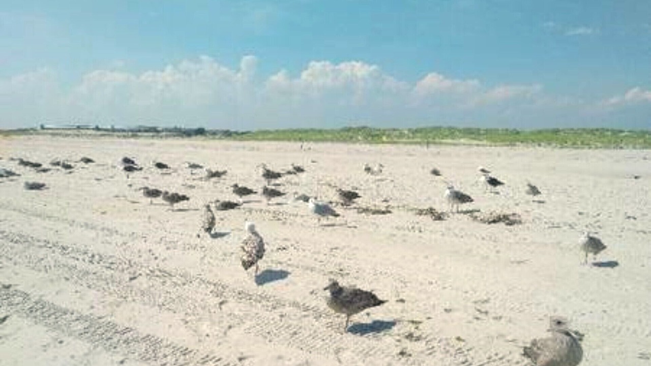 Photo of Others in Lido Beach