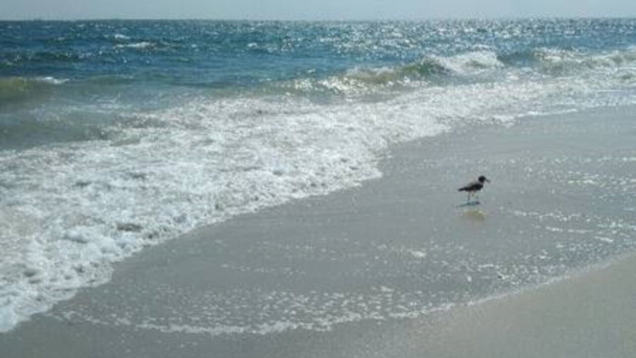 Photo of Others in Lido Beach