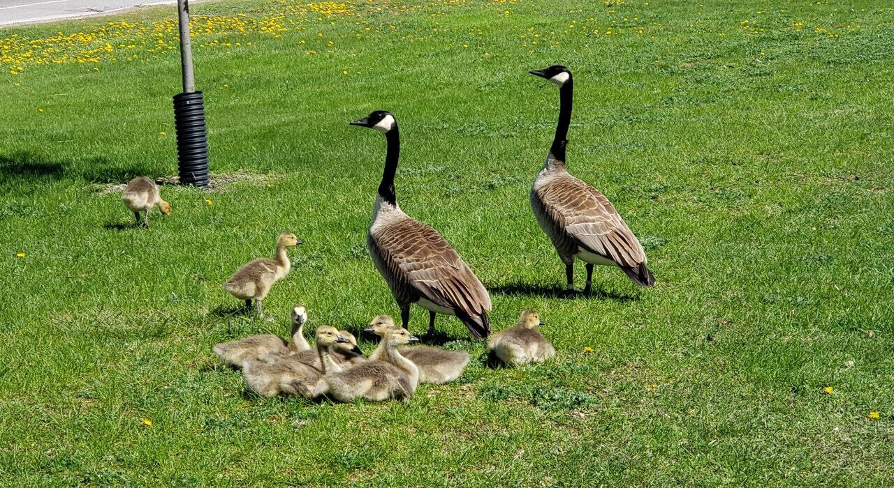 Photo of Others in Campbellford