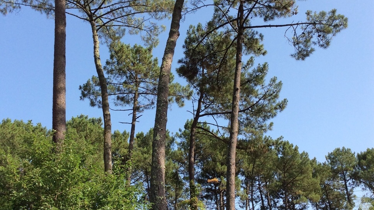 Photo of Outdoor in Seignosse