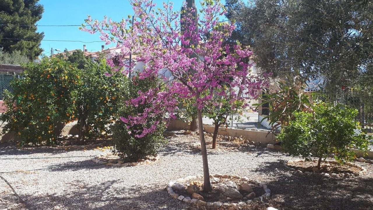 Photo of Outdoor in Santomera