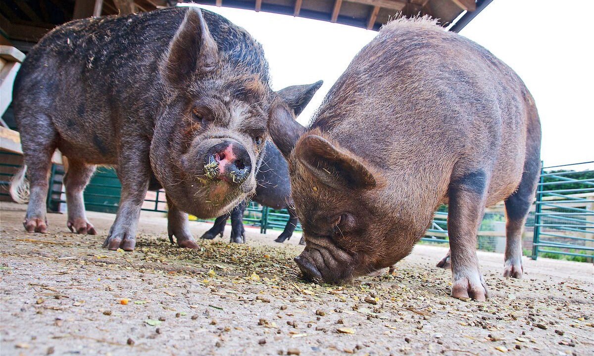 Photo of Others in Funtington