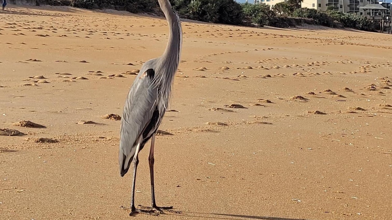 Photo of Others in Spanish Waters