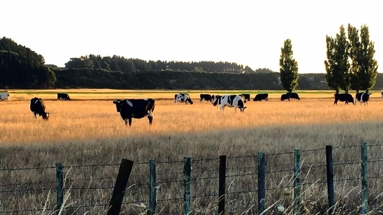 Photo of Others in Halcombe