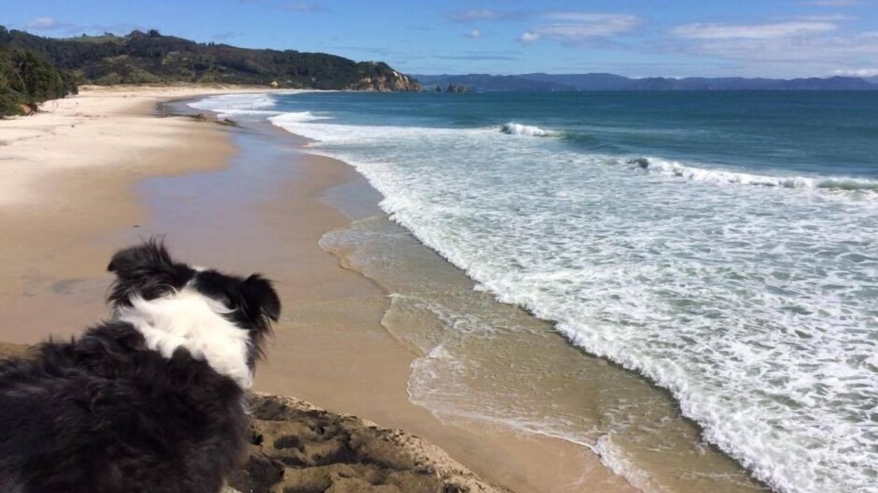 Photo of Others in Opito Bay