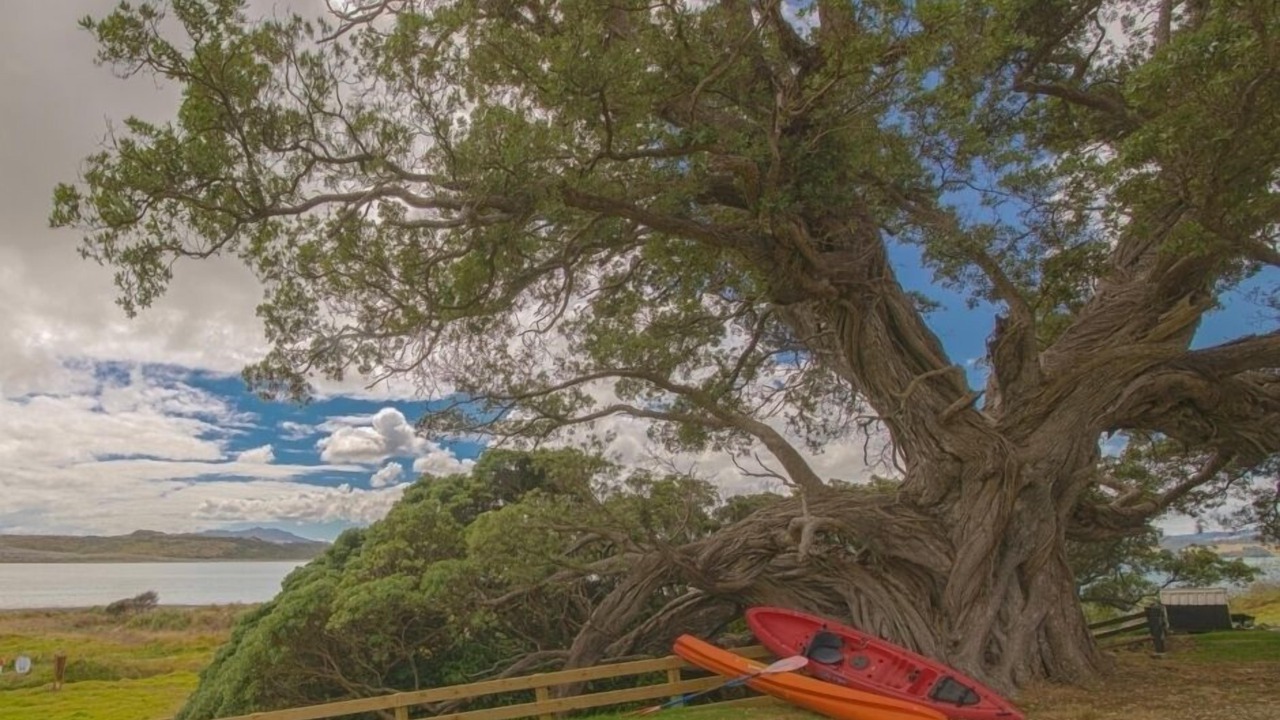 Photo of Others in Kawhia