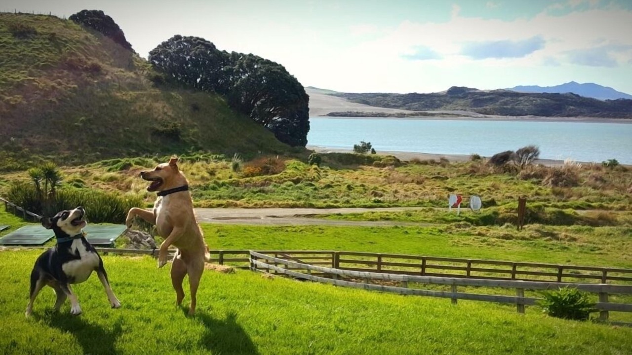 Photo of Others in Kawhia