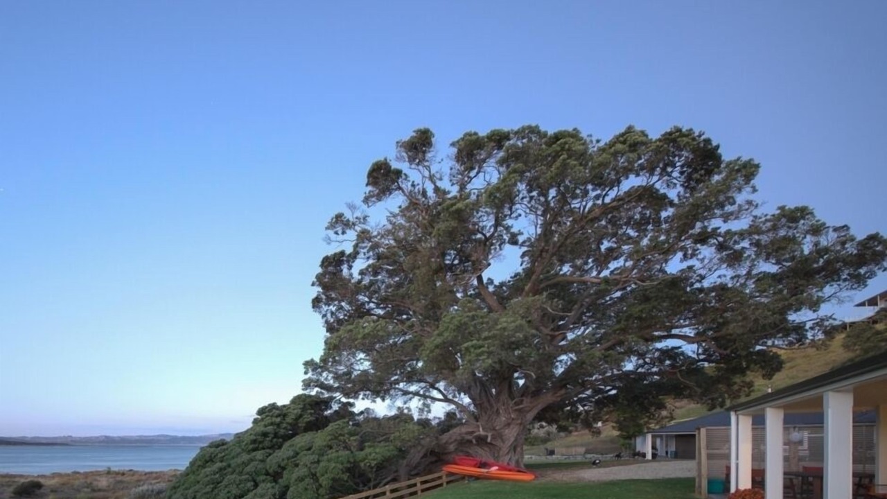 Photo of Others in Kawhia