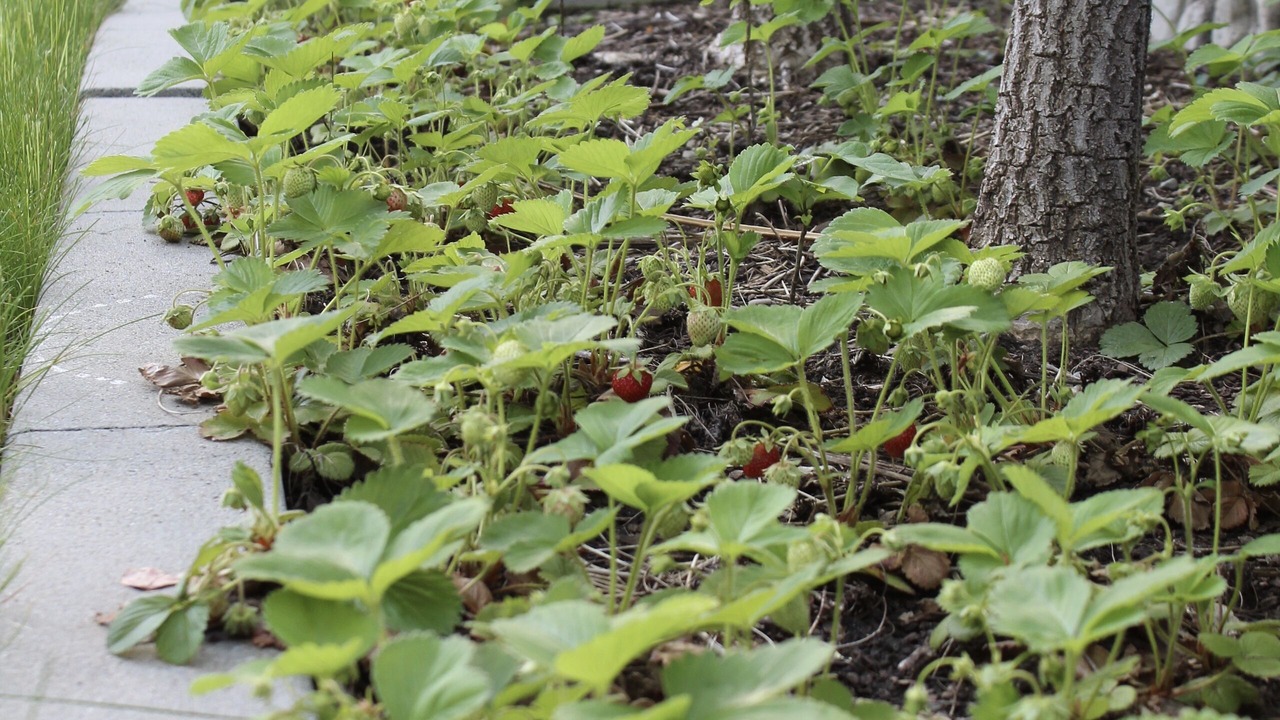 Photo of Outdoor in Cottonwood Heights
