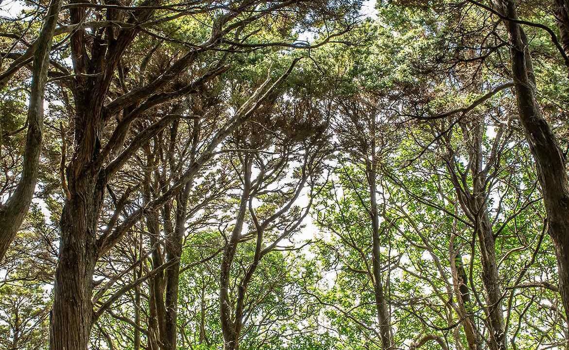 Photo of Outdoor in Pataua North