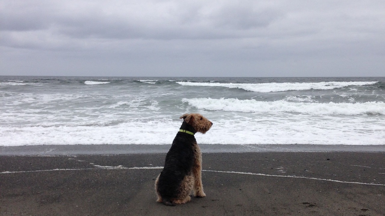 Photo of Others in Grayland