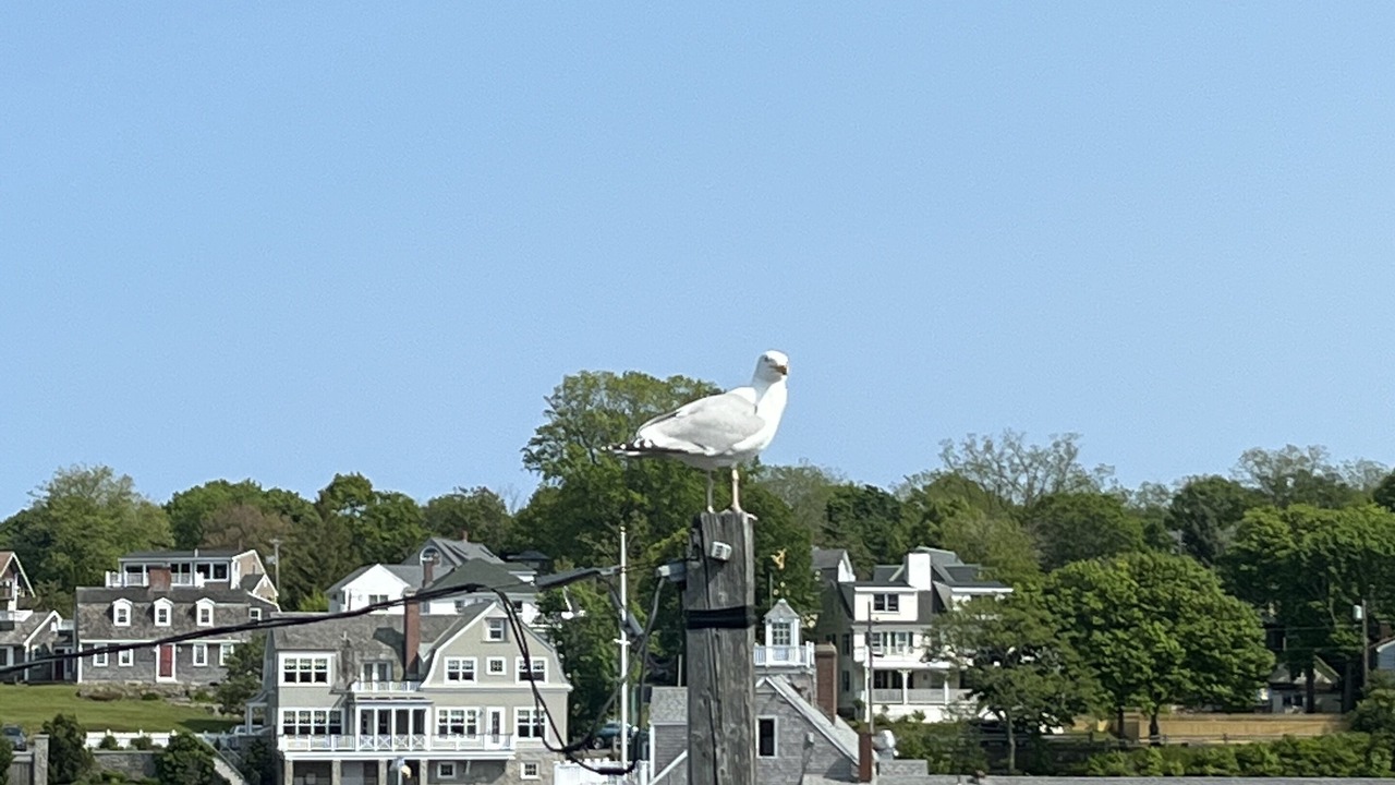 Photo of Others in Rockport