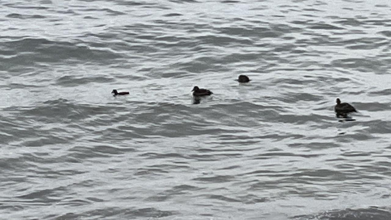 Photo of Others in Rockport