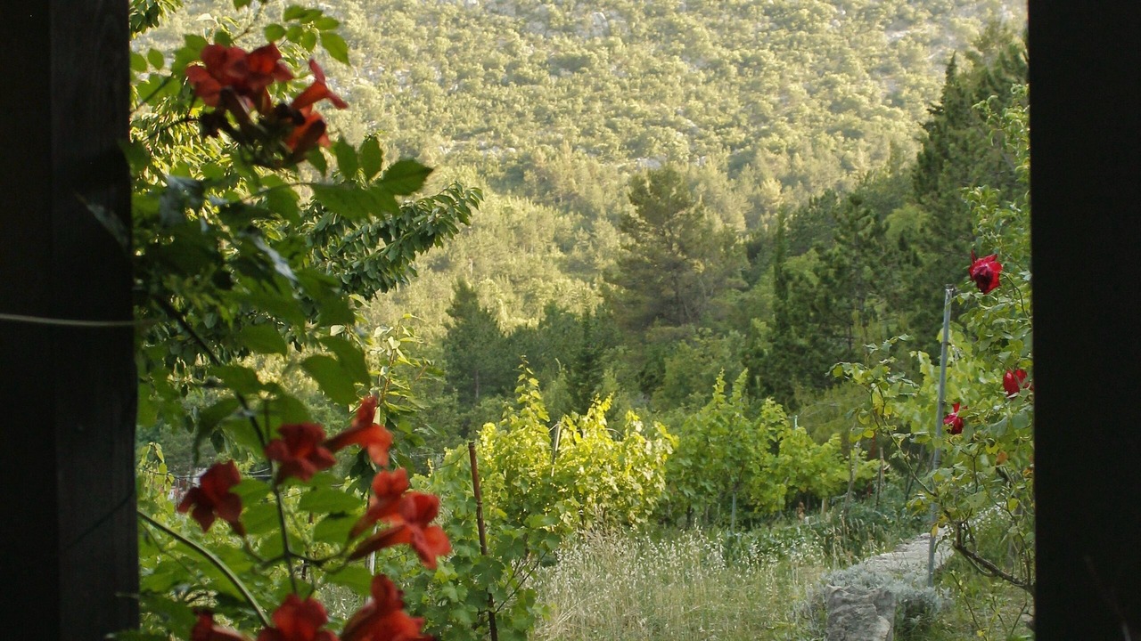 Photo of Others in Omis