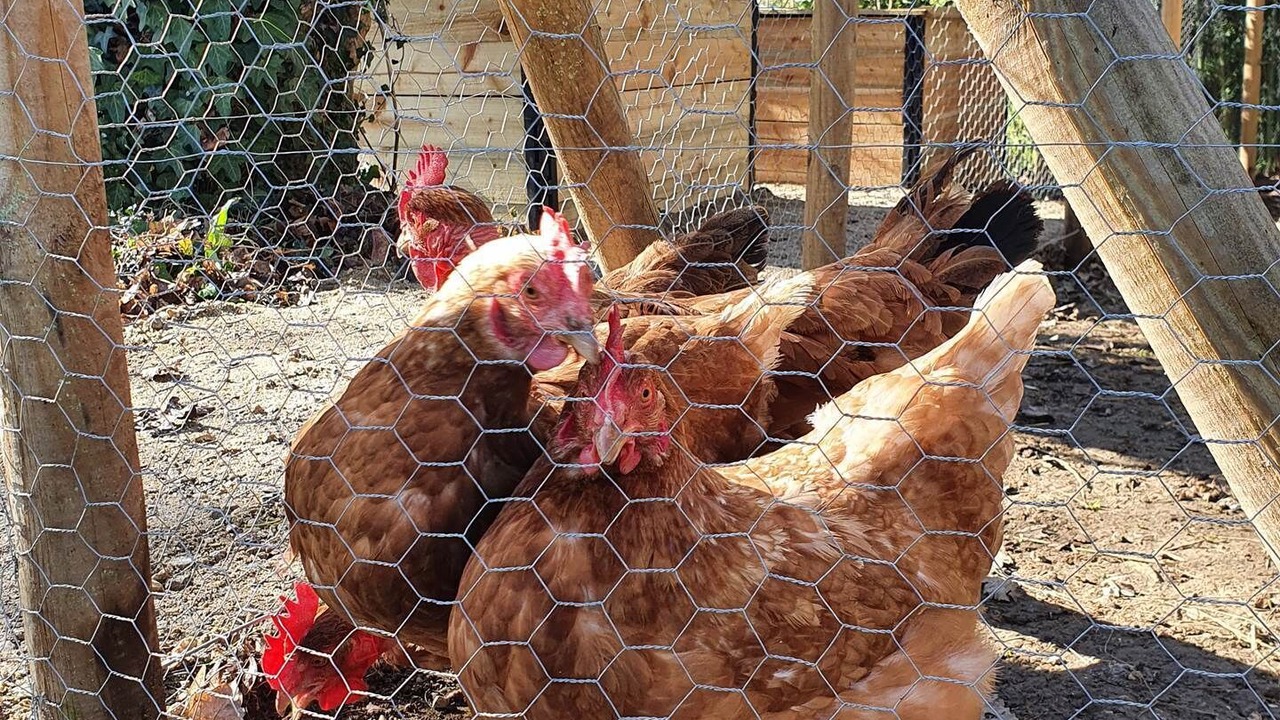 Photo of Others in Condom