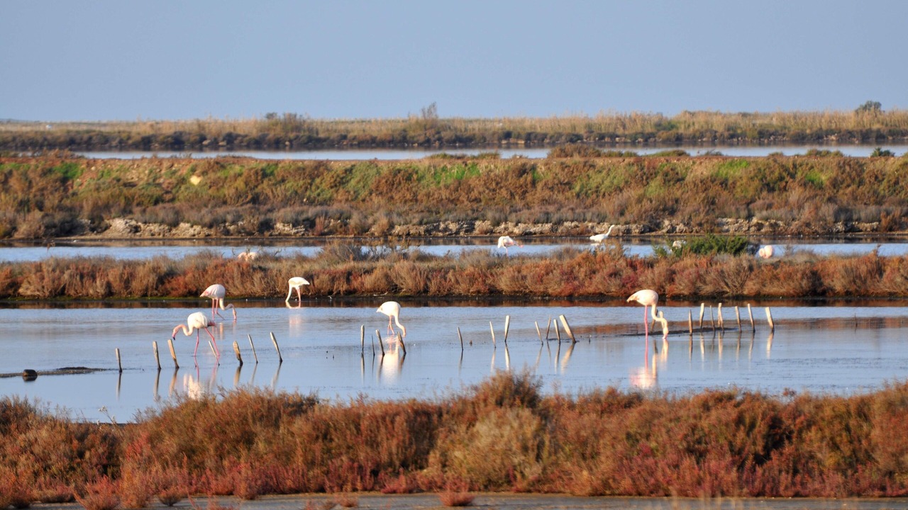 Photo of Others in Giens