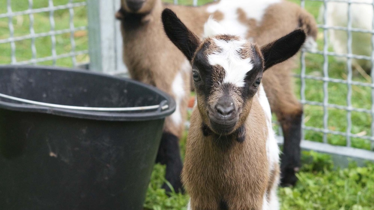 Photo of Others in Farbus