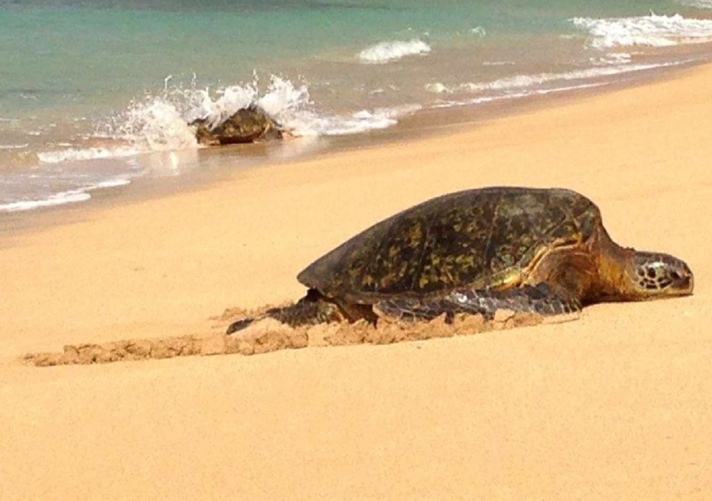Photo of Others in Napili