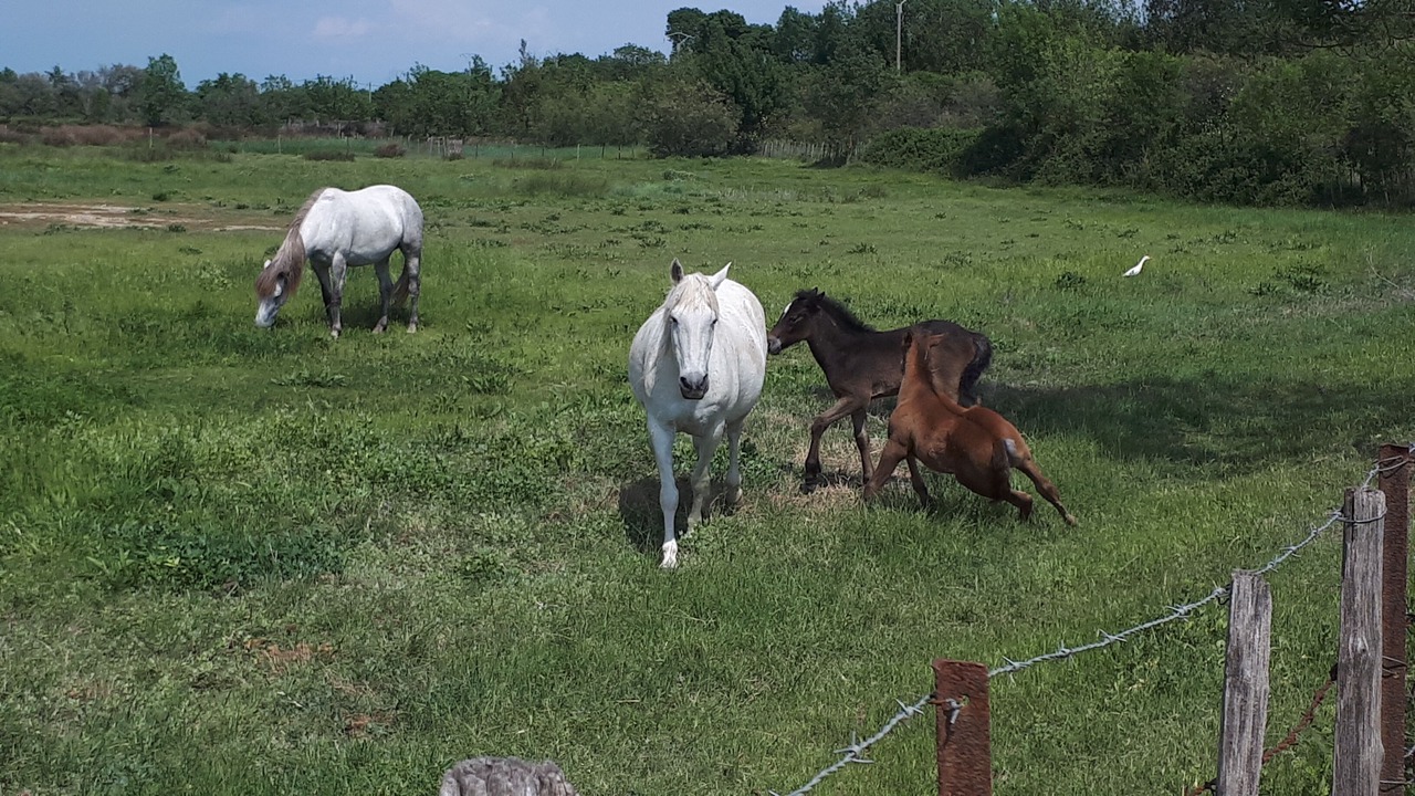 Photo of Others in Saint-Laurent-d'Aigouze