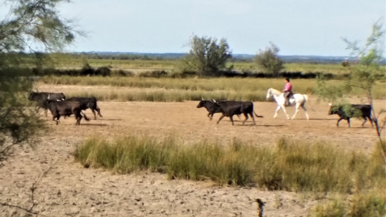 Photo of Outdoor in Saint-Laurent-d'Aigouze