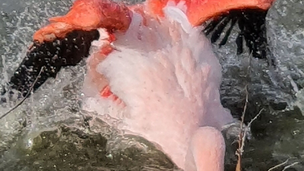Photo of Outdoor in Saint-Laurent-d'Aigouze