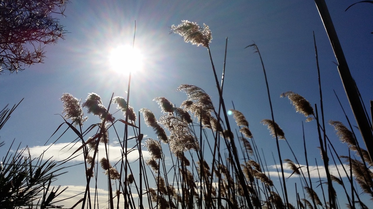 Photo of Outdoor in Saint-Laurent-d'Aigouze