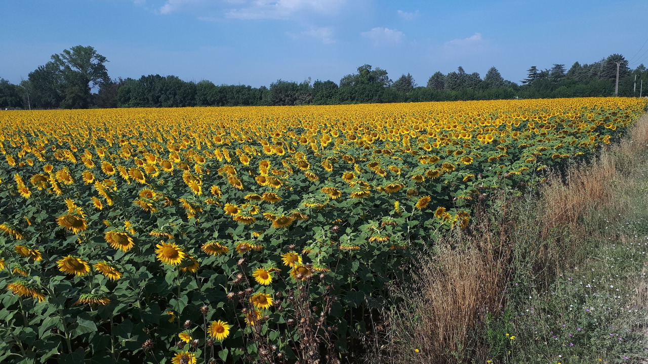 Photo of Outdoor in Aubord