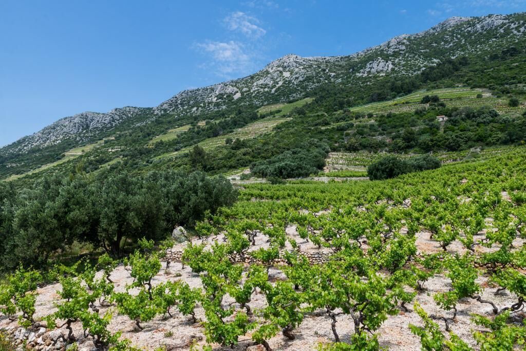 Photo of Outdoor in Orebic