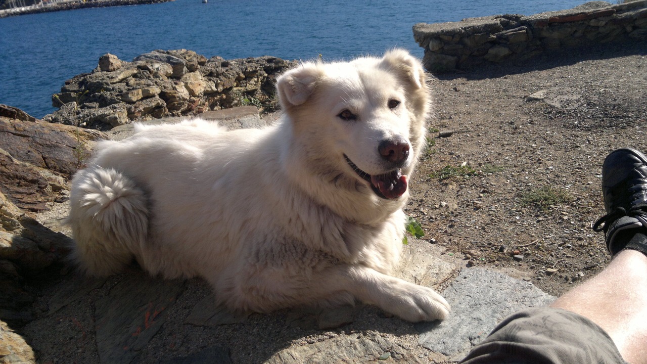 Photo of Others in Banyuls-sur-Mer