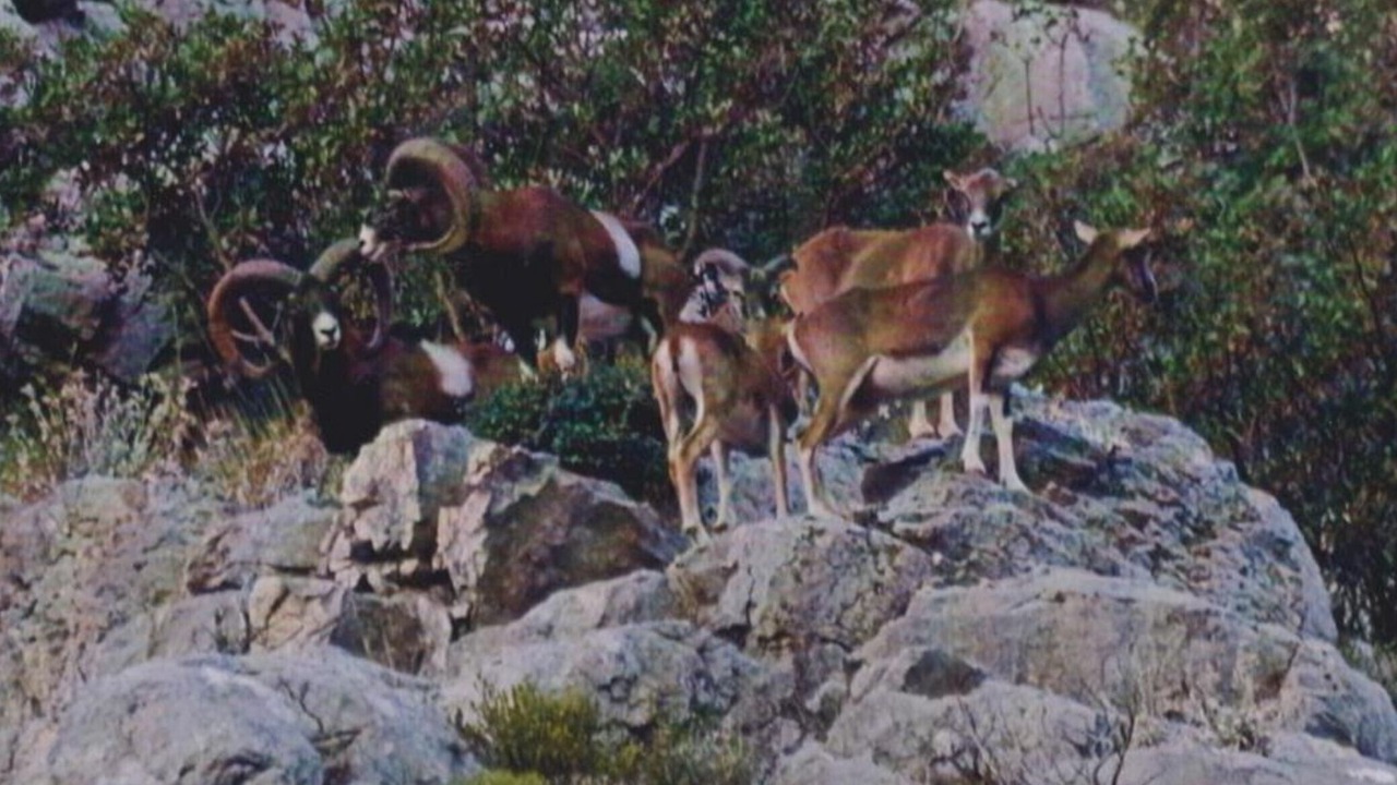 Photo of Others in Drace