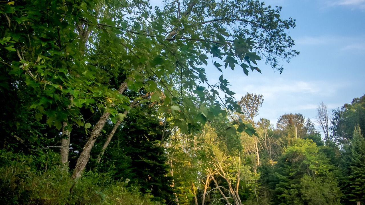 Photo of Others in Bancroft