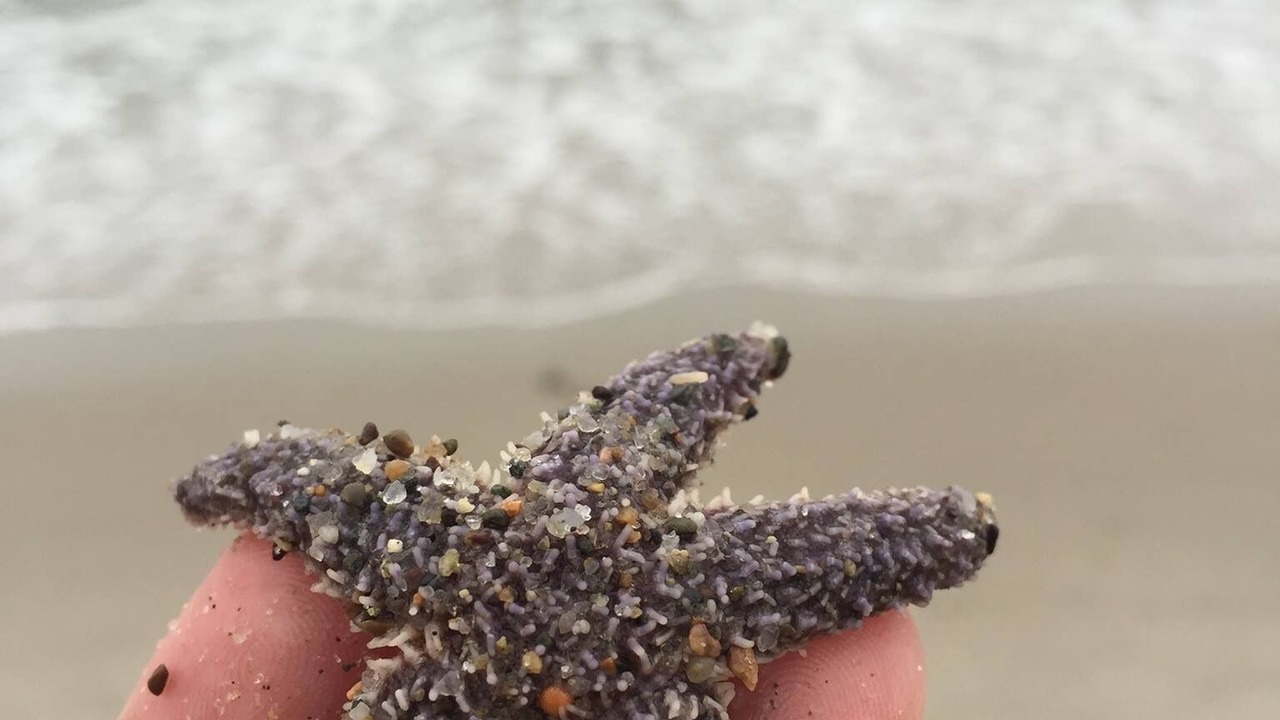 Photo of Others in Humarock