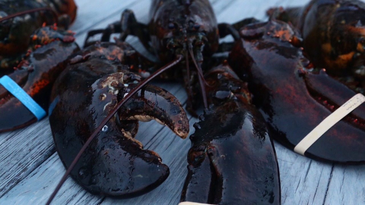 Photo of Others in Humarock