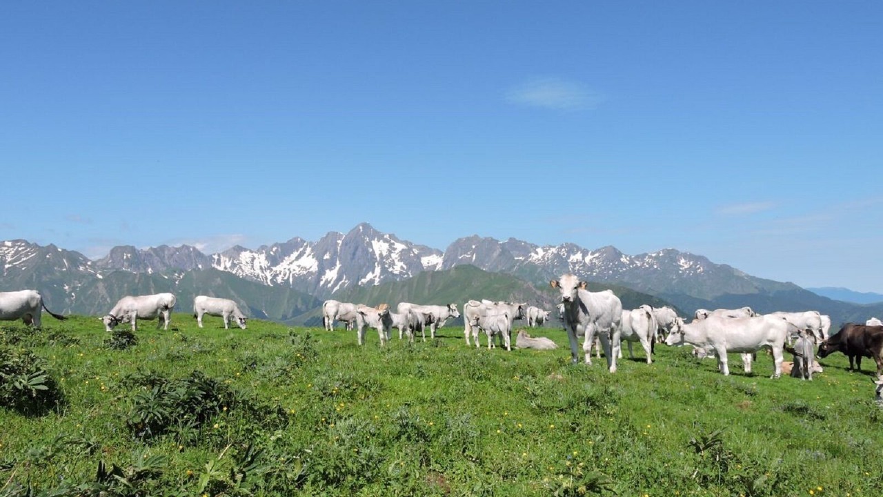 Photo of Others in Ustou