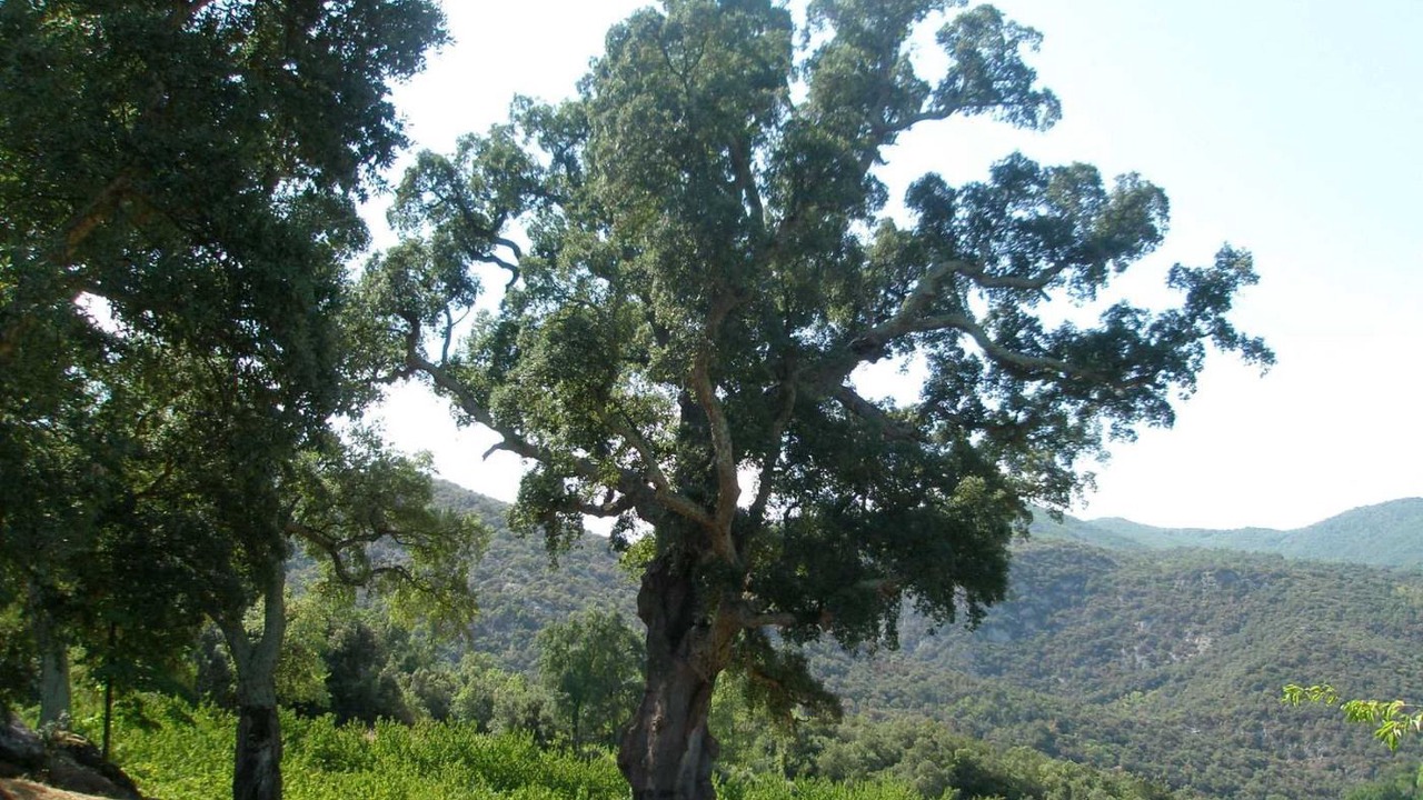Photo of Outdoor in Reynes
