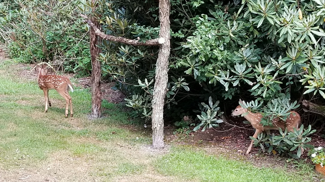 Photo of Others in Panorama Estates