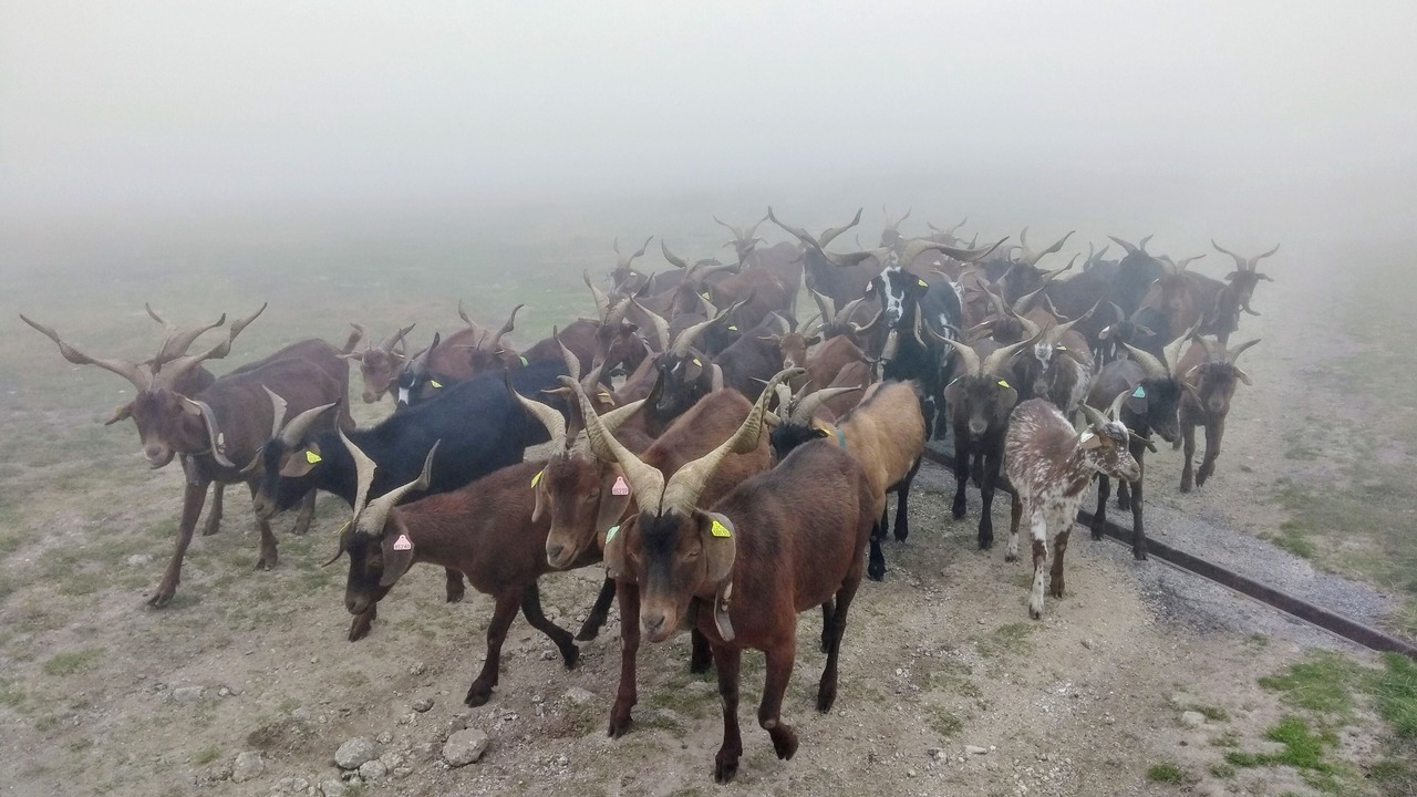 Photo of Others in Tarascon-sur-Ariege