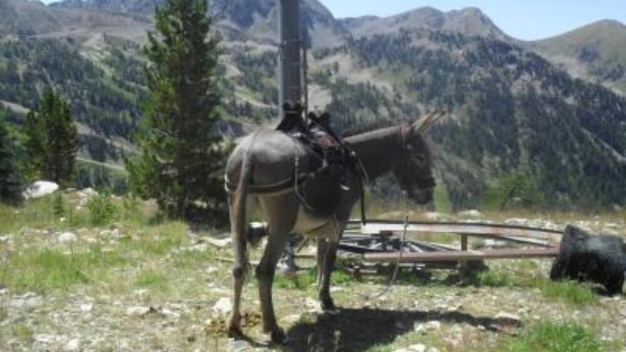 Photo of Others in Isola