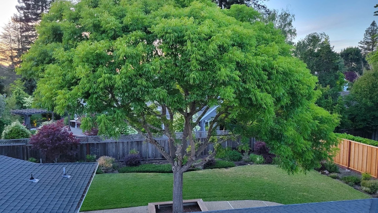 Photo of Others in Moraga