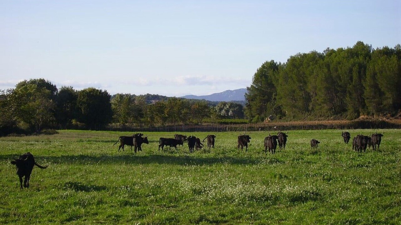 Photo of Others in Le Cres