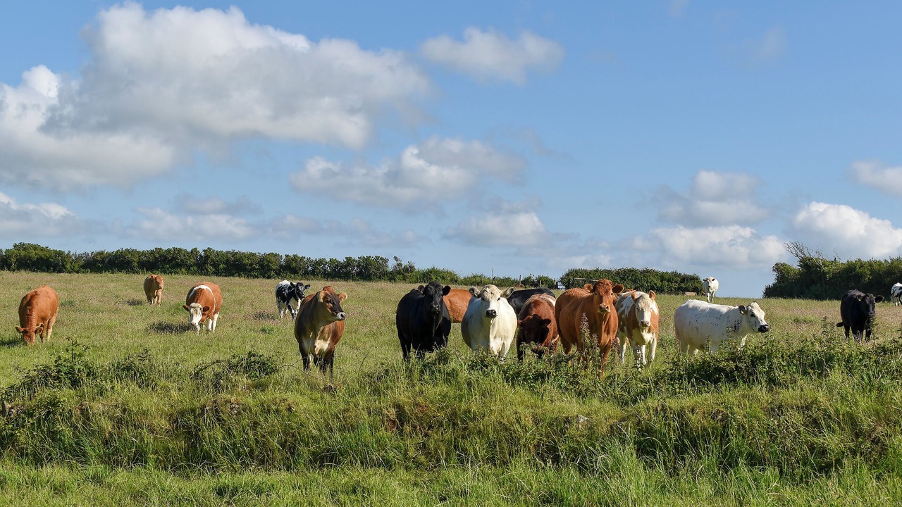 Photo of Others in Saint Kew