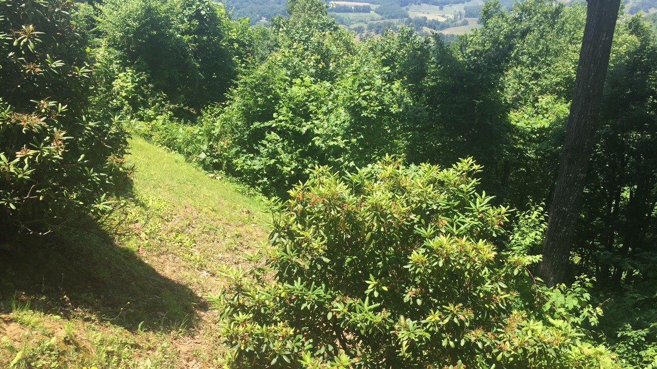 Photo of Outdoor in Waynesville