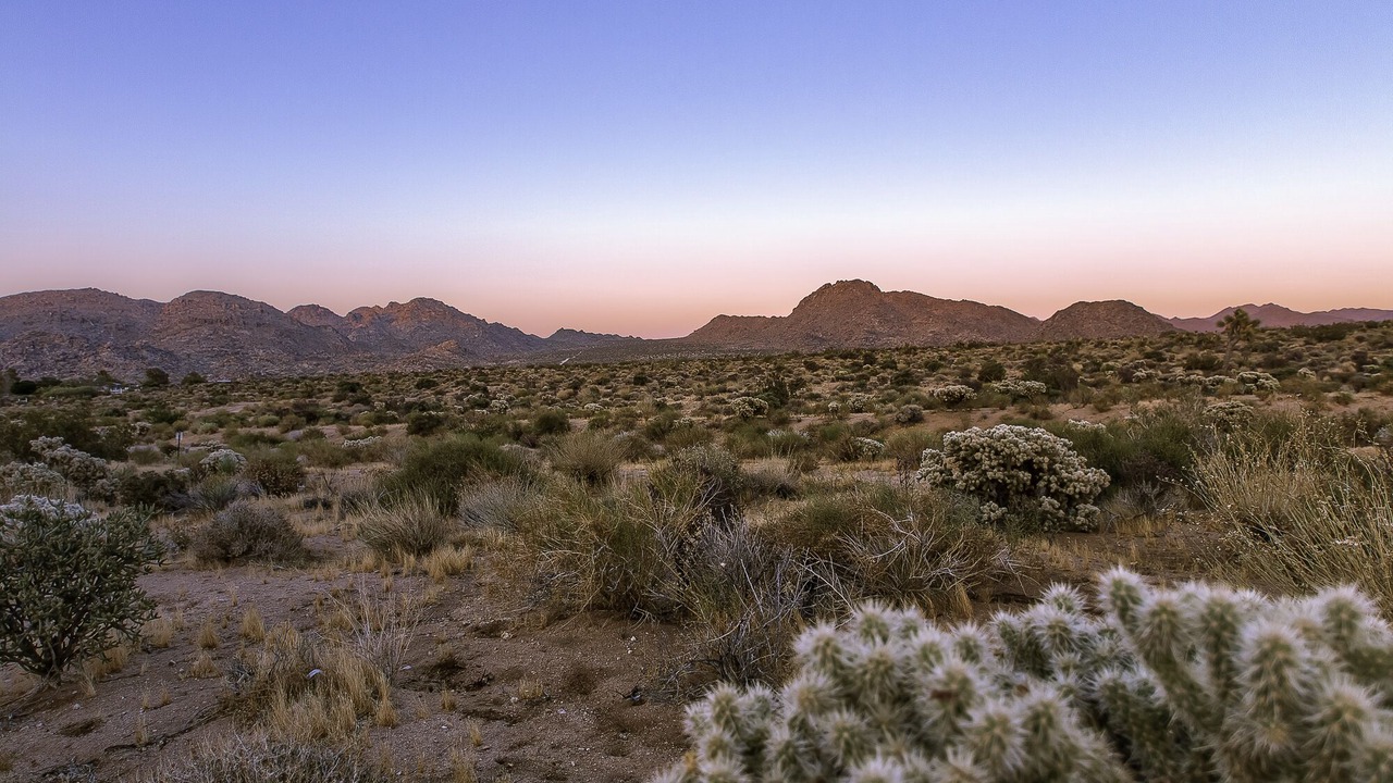 Photo of Others in Joshua Tree