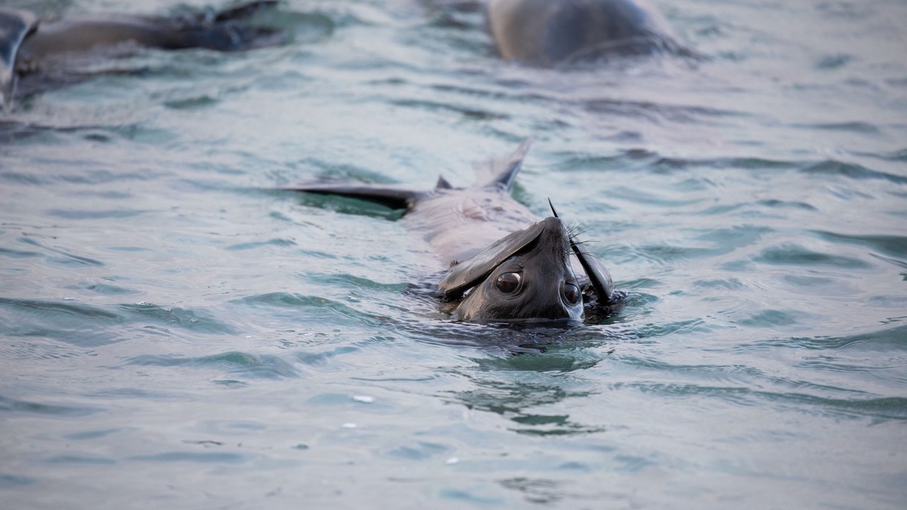 Photo of Others in Cape Bridgewater