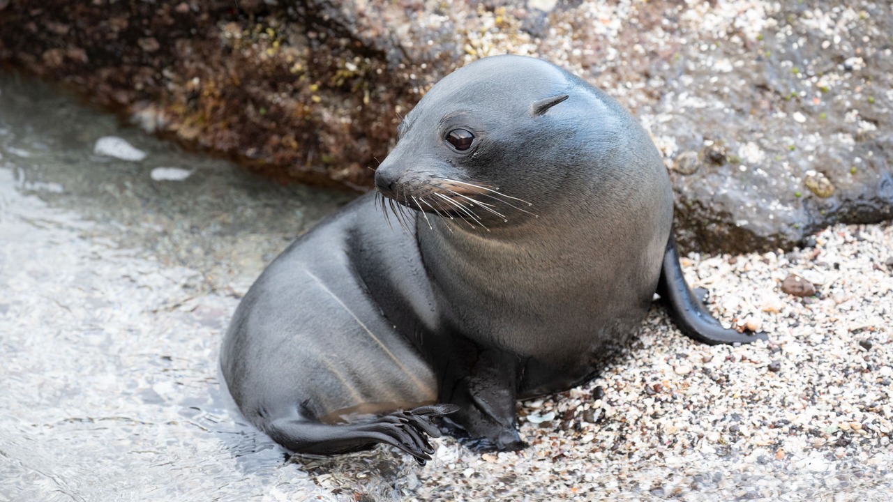 Photo of Others in Cape Bridgewater
