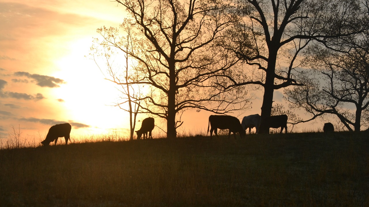 Photo of Outdoor in Smithville