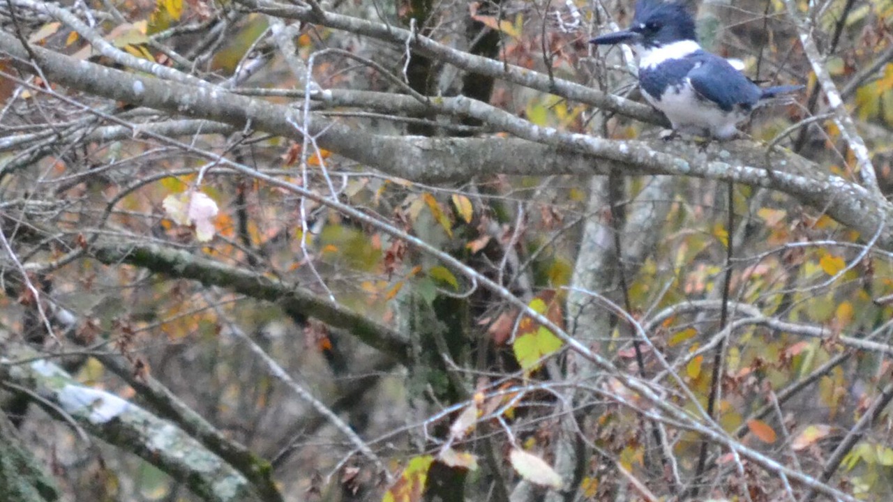Photo of Outdoor in Smithville