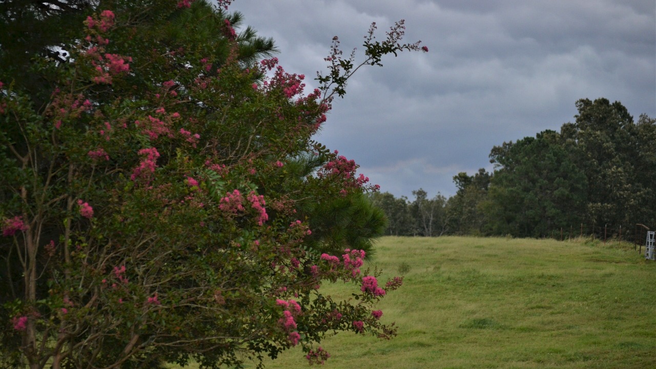 Photo of Outdoor in Smithville
